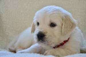 golden retriever pup